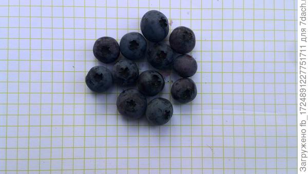 Первый урожай голубики