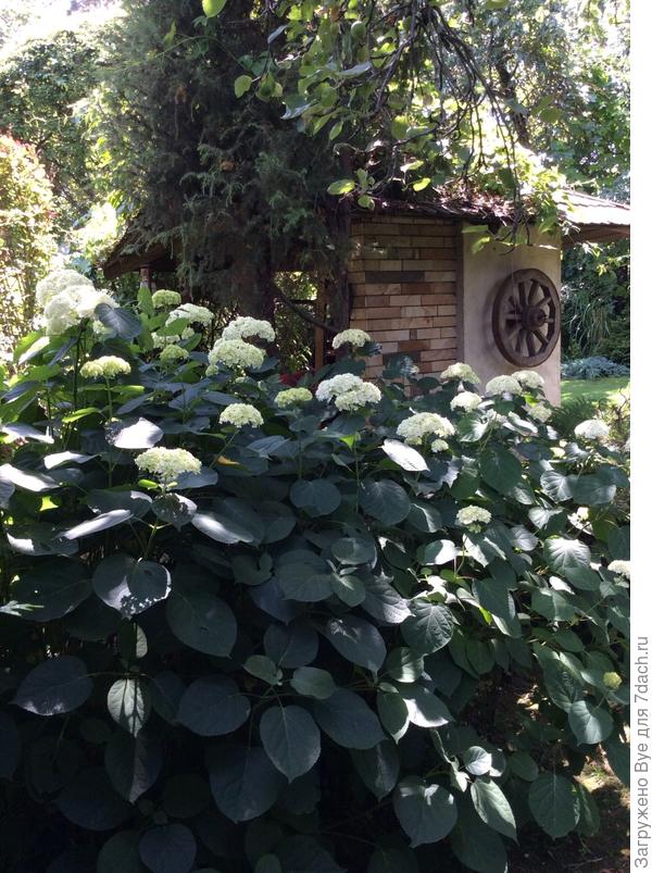 Зацвели только древовидные