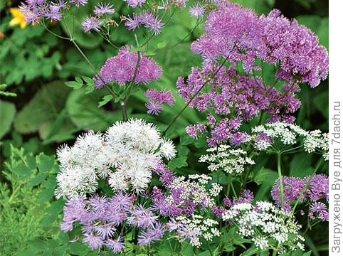 Василистник