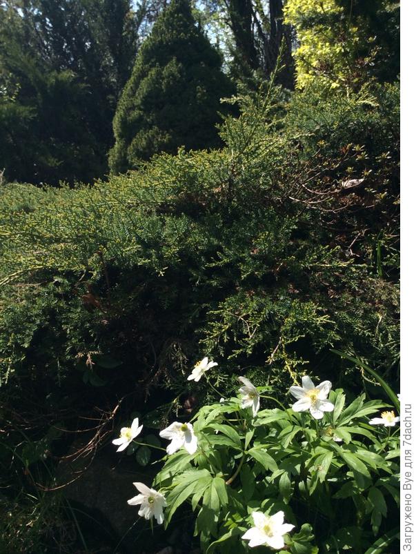 И ветреницы