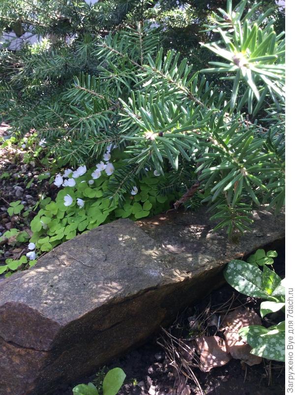 Люблю кислицы, когда они зацветают ковриком под кустами.