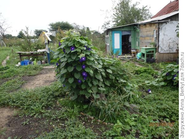 7. в результате стала такой