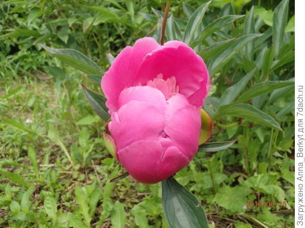 35. Розовый Пион