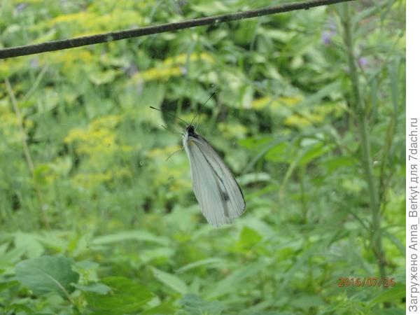Бабочка на стекле... к сожалению, упорно не хотела раскрывать крылышки