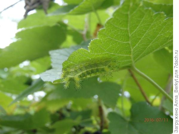 Ещё одна странно-смешная гусеница :)