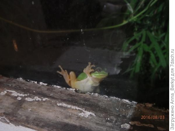 Охота лягушонка на моём окне