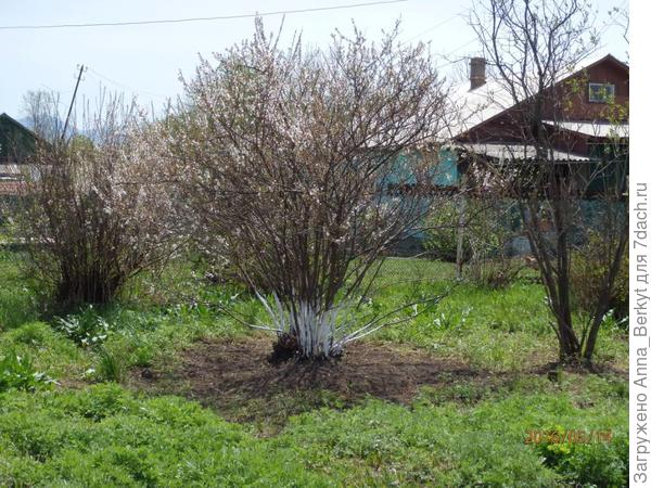 3. круги и побелка