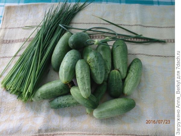 53. огурчики с лучком