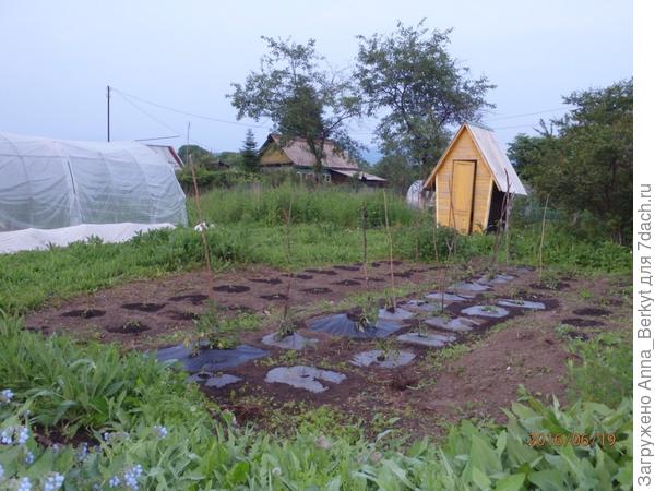 22. кусты помидоров с плёнкой