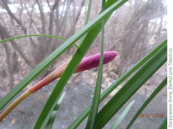 любимая Выскочка