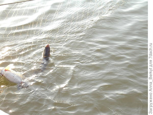 Так, сетями ловят рыбу... эта, считается, мелкая