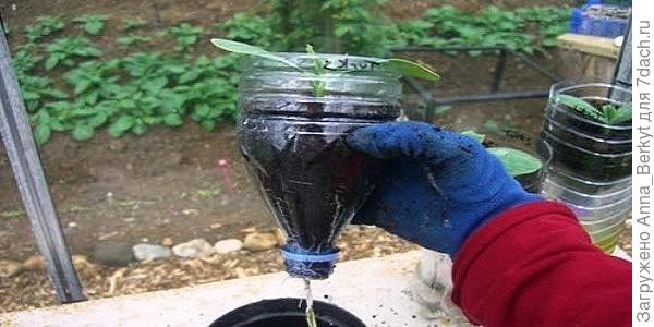 Огурцы в бутылках_1