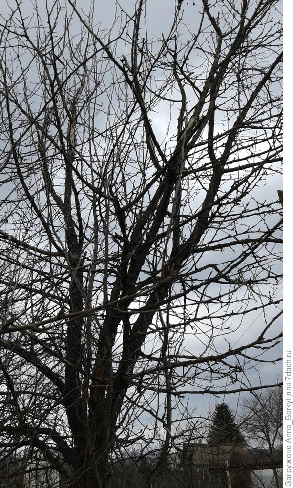 12. и верхушка, насколько смогла захватить мобильником