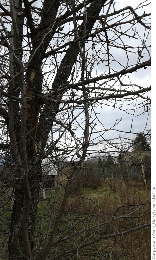 11. с той же стороны вид, левая сторона ветвей