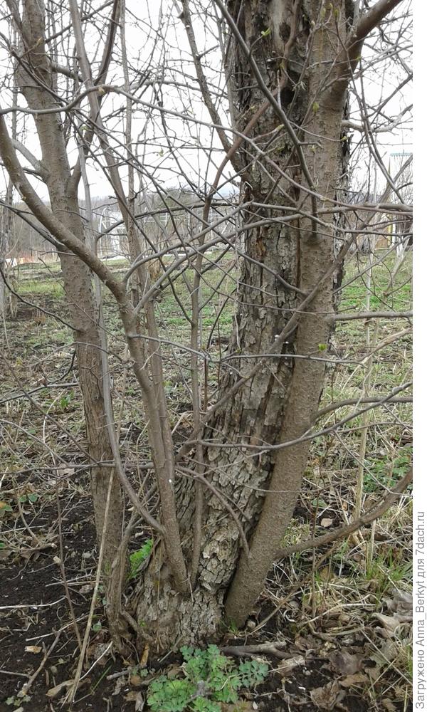 8. нижняя часть, здесь хорошо видно, как новые стволы (или ветви?), растут из основного старого