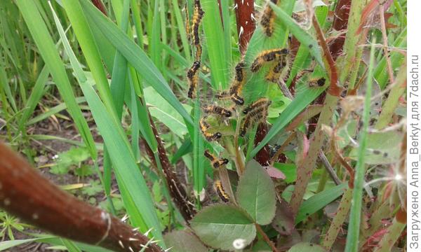 Под чистую всё обгладывают