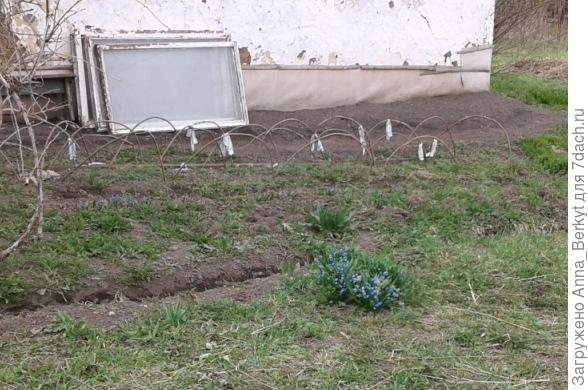 плетень для Лаватеры