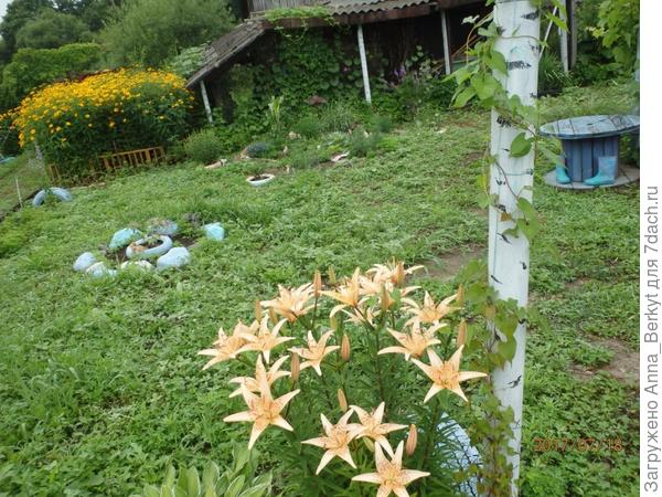 а возле столбика я прошлым летом накидала семена полевого вьюнка