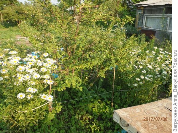 с обеих сторон белой вишни обильно цветёт Ромашка