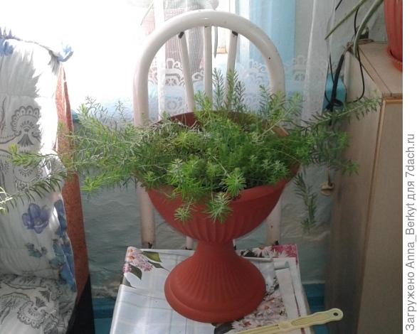 Лён в вазоне