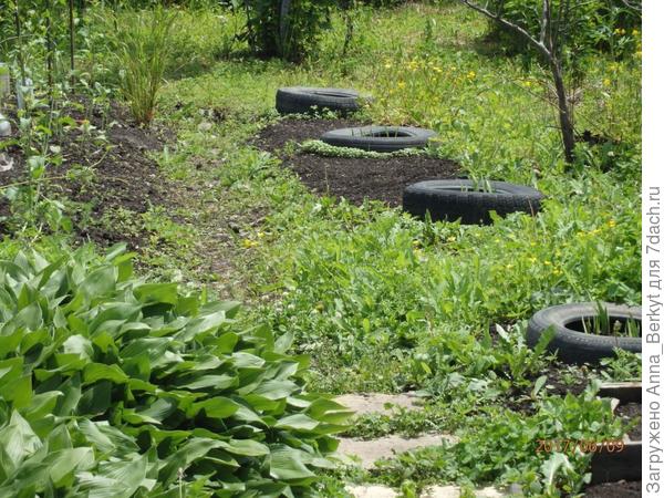 а дальше веранды вдоль дорожки с правой стороны прошлым летом были заросли