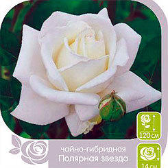 Полярная звезда