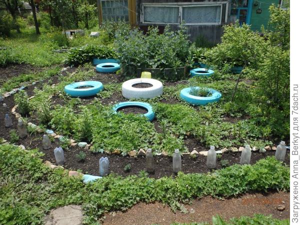 высадила её в центральном цветнике