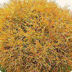 Тую Западную «Golden Tuffet»