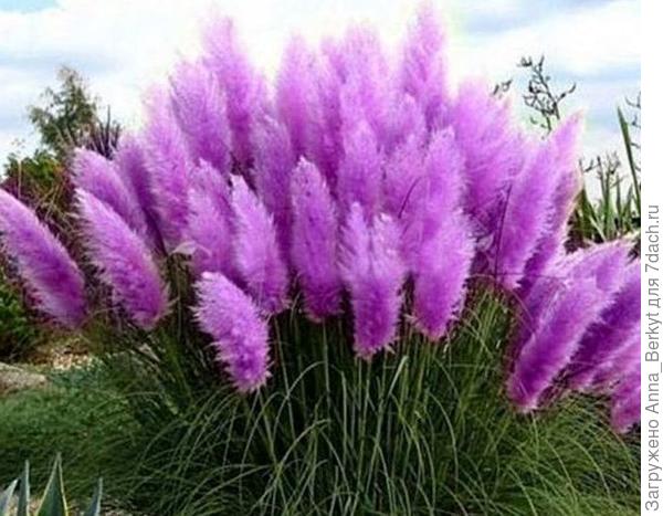 а эта вообще шикарная