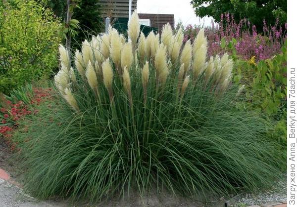 Кортадерия