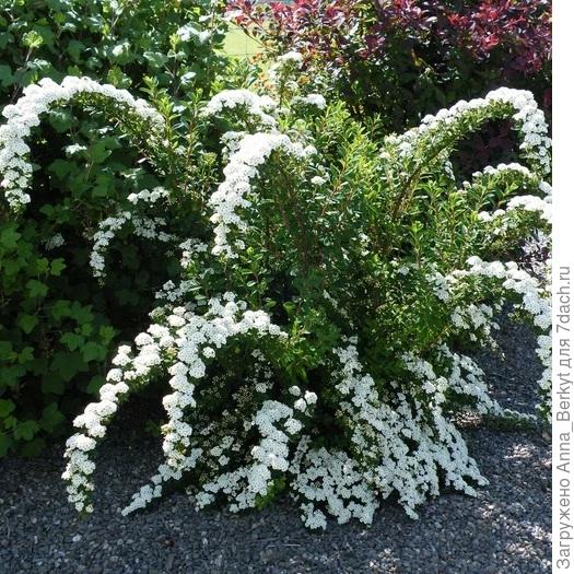 Спирея ниппонская Сноумаунд