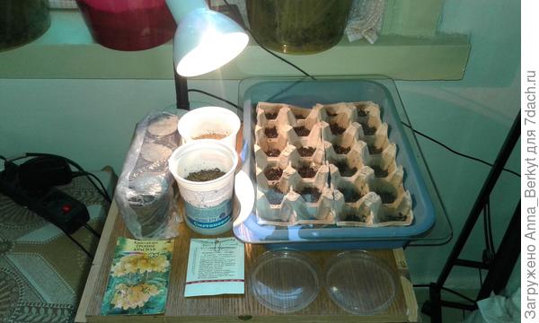 так разместились на тумбочке под лампой