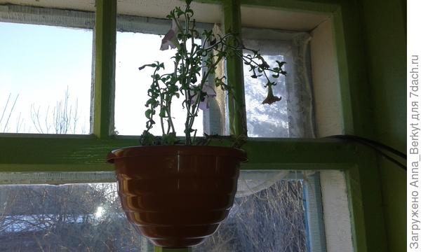 одна из Петуний, пересаженные в новые кашпо