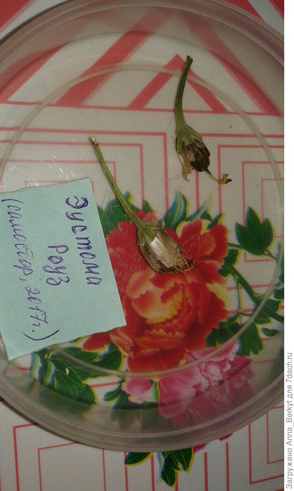 семенные коробочки