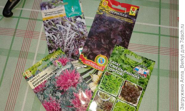 Горчица, Перилла, декоративная капуста и смесь салата