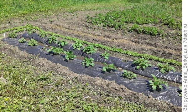 под плёнку удалось высадить только половину