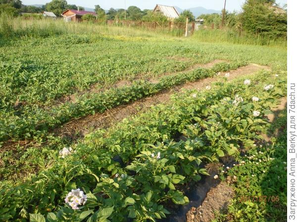 позже высадила ещё третий ряд здешней картошки под траву