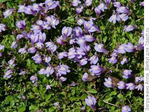 Мазус ползучий