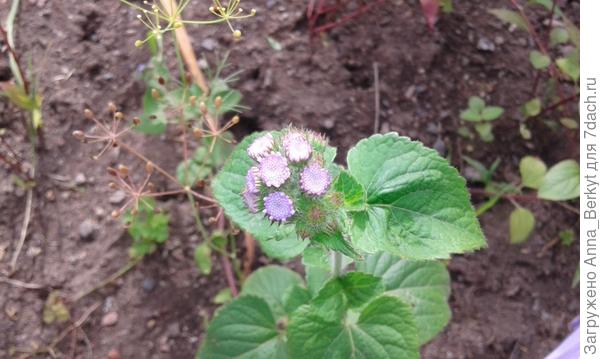 Агератум распускается