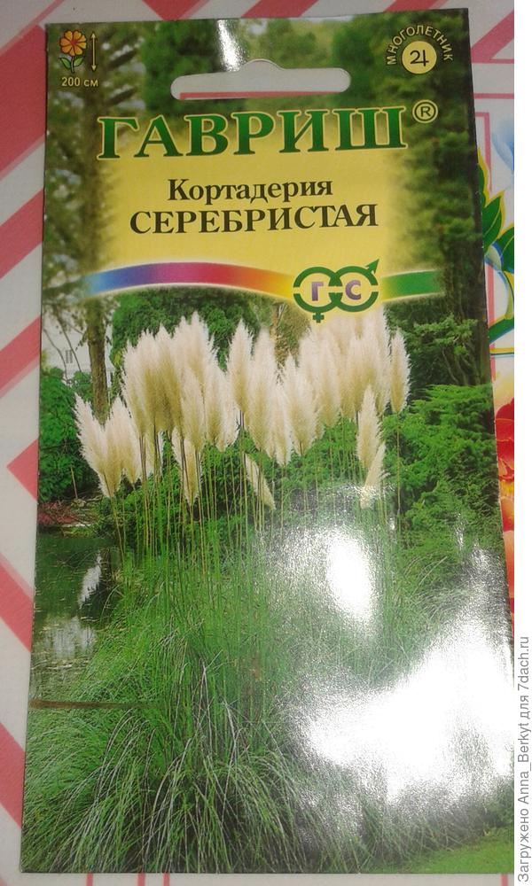 Кортадерия серебристая