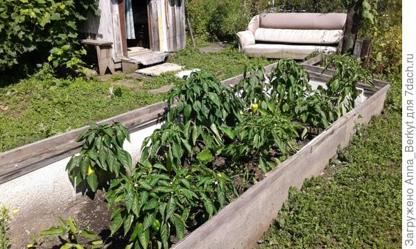 поднялись, пришлось почти все подвязывать из-за дождей