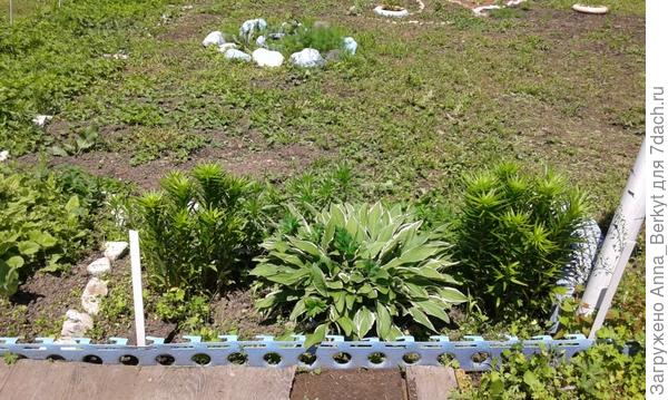 а эта, сортовая, только шапочкой растёт