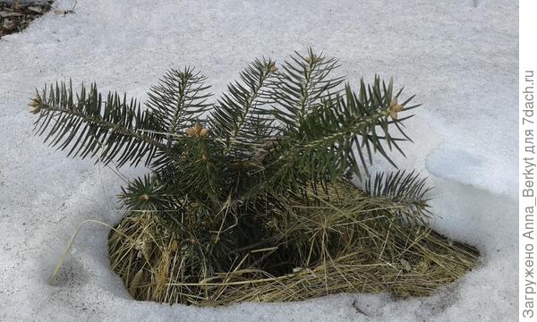 малышка ёлочка