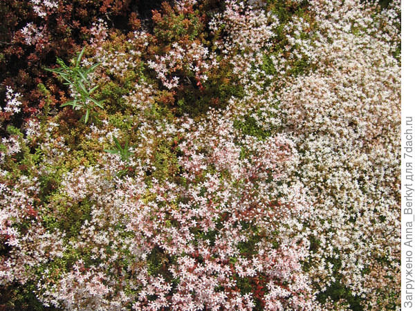 Корал карпет – белый мох