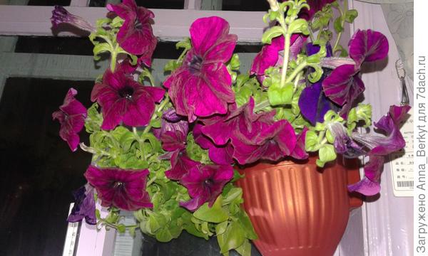 моя Петунька