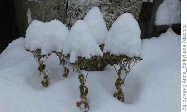 Гномики в зимних шапочках :)