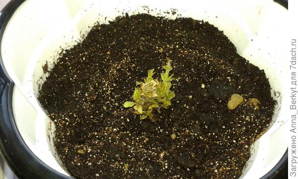 а это вторая, еле живая... не знаю, выживет или нет