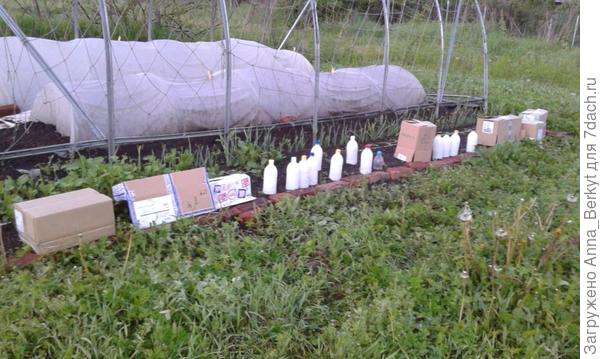 морковь, свекла, салат