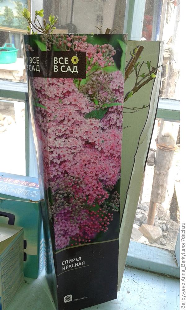 это Спирея красная