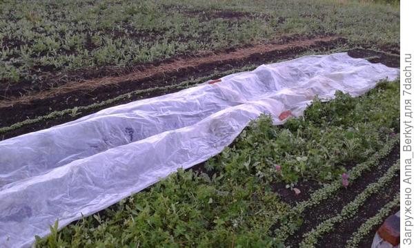 сортовой картофель